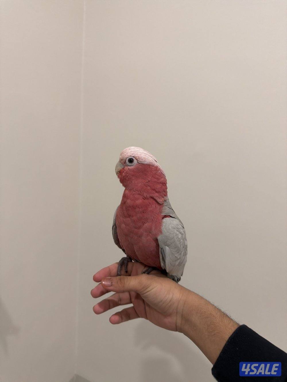 للبيع كوكاتو قالا2