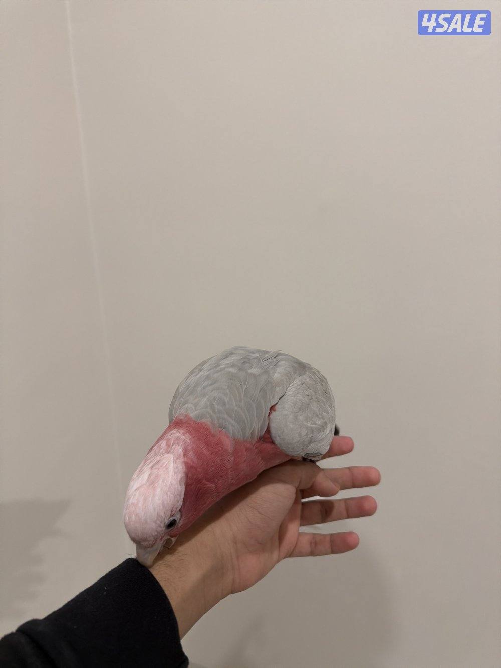 للبيع كوكاتو قالا3