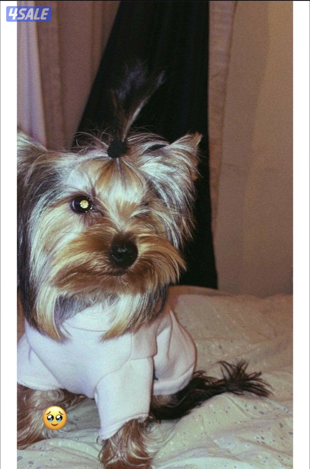 نثيه يورك شاير العمر ٧ شهور0