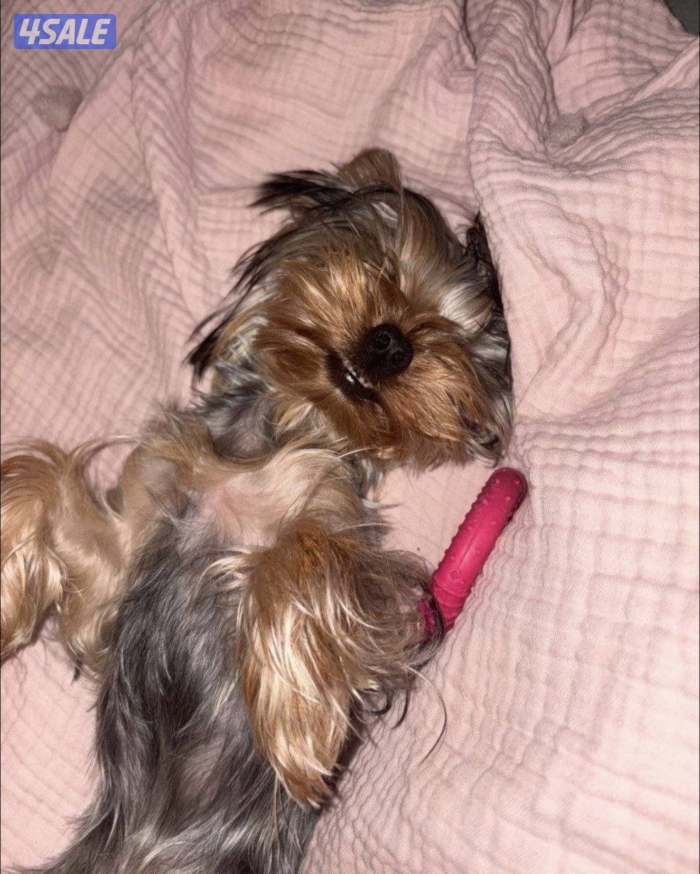 نثيه يورك شاير العمر ٧ شهور1