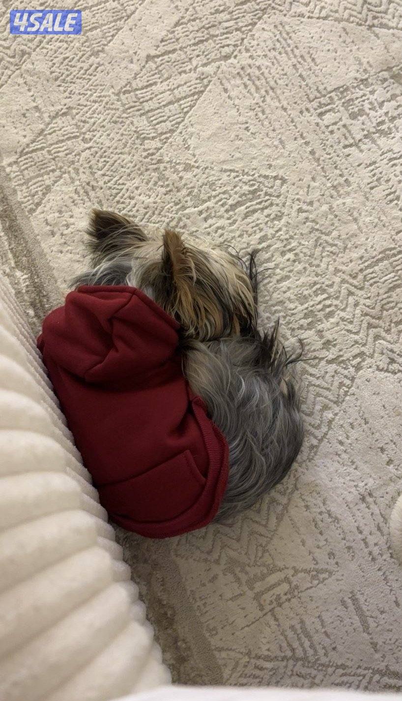 نثيه يورك شاير العمر ٧ شهور2