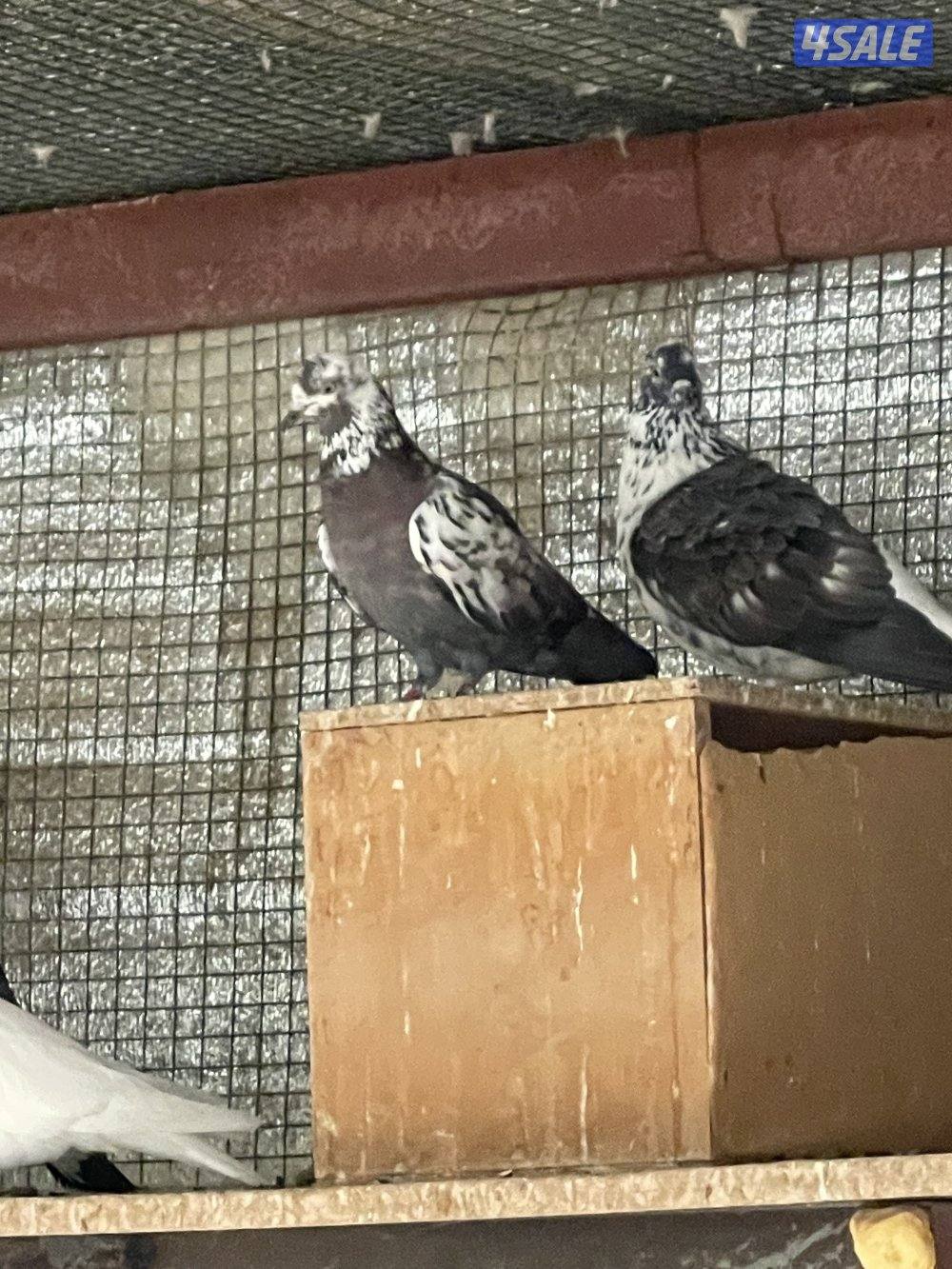 لوت ملاوين حمام مرسس التواصل رسائل واتساب0