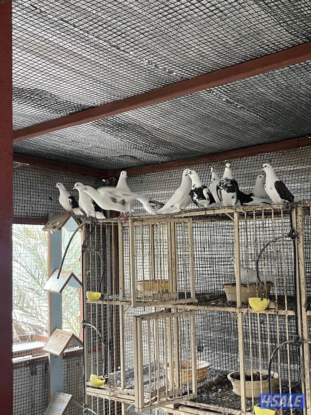 لوت ملاوين حمام مرسس التواصل رسائل واتساب1