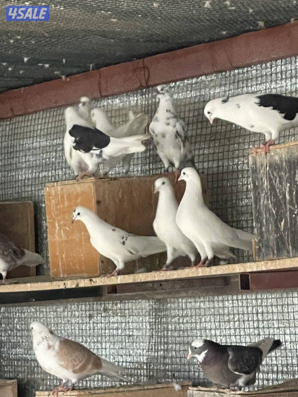 لوت ملاوين حمام مرسس التواصل رسائل واتساب2