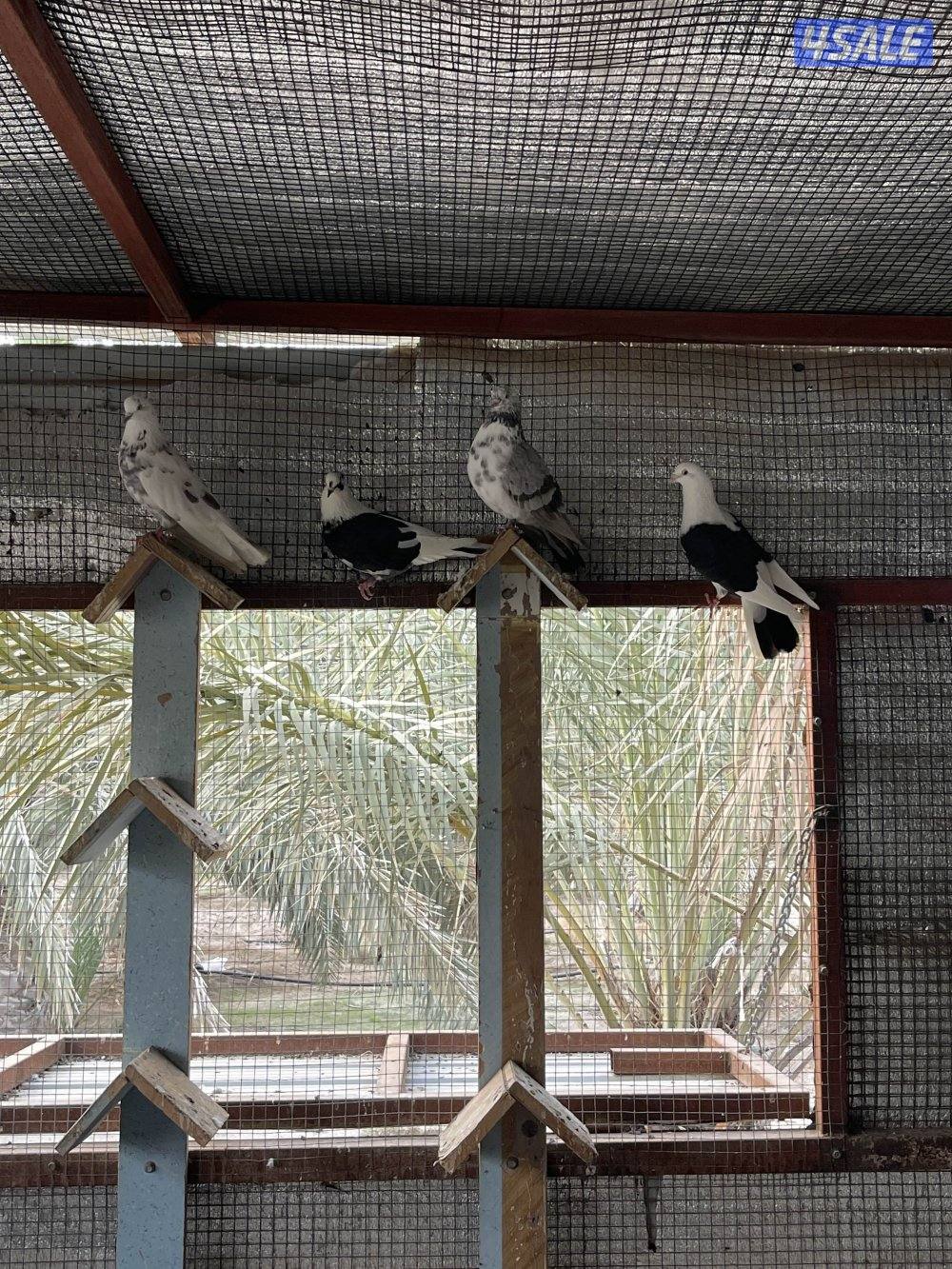 لوت ملاوين حمام مرسس التواصل رسائل واتساب3