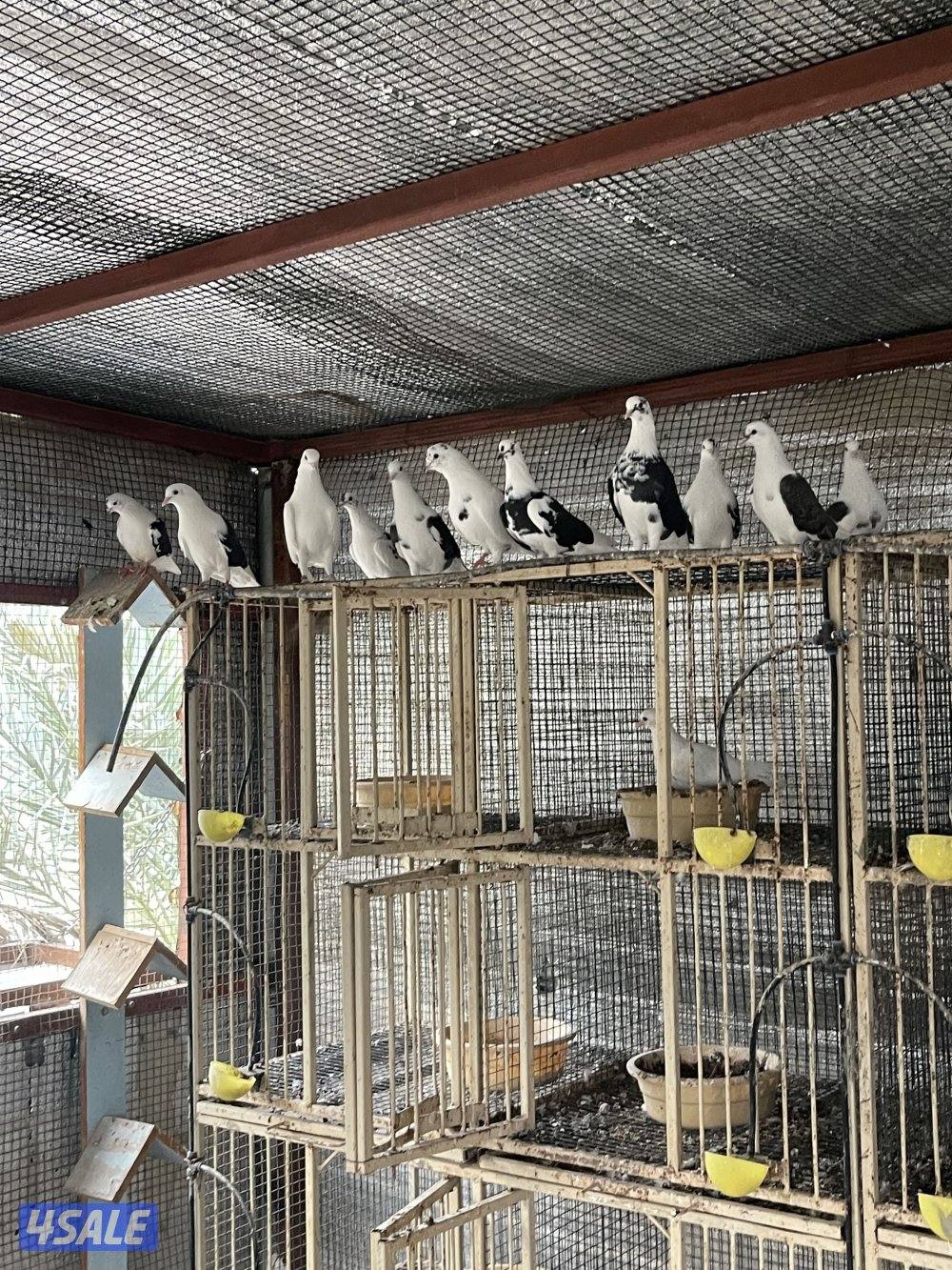 لوت ملاوين حمام مرسس التواصل رسائل واتساب4