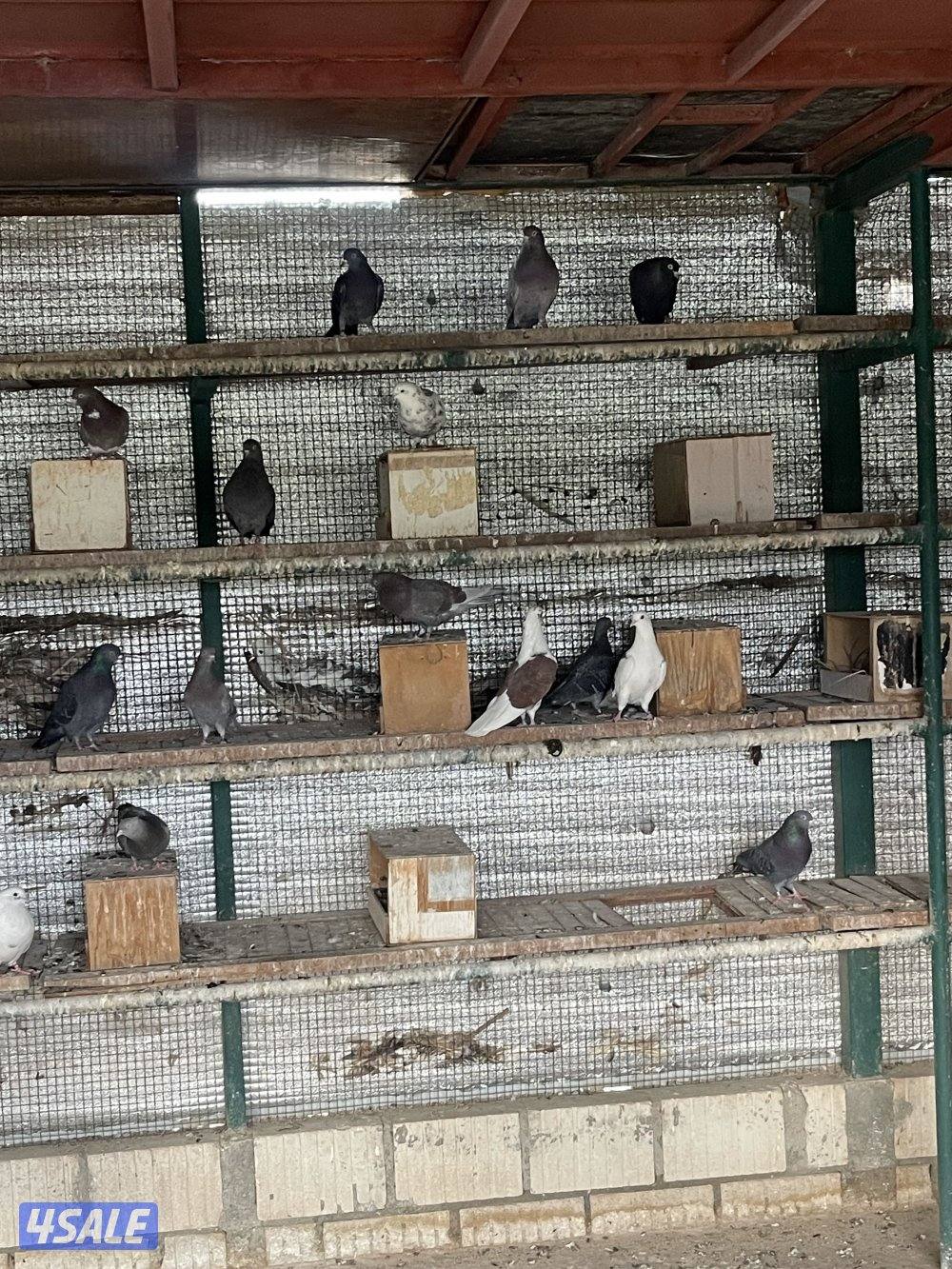 لوت ملاوين حمام مرسس التواصل رسائل واتساب5