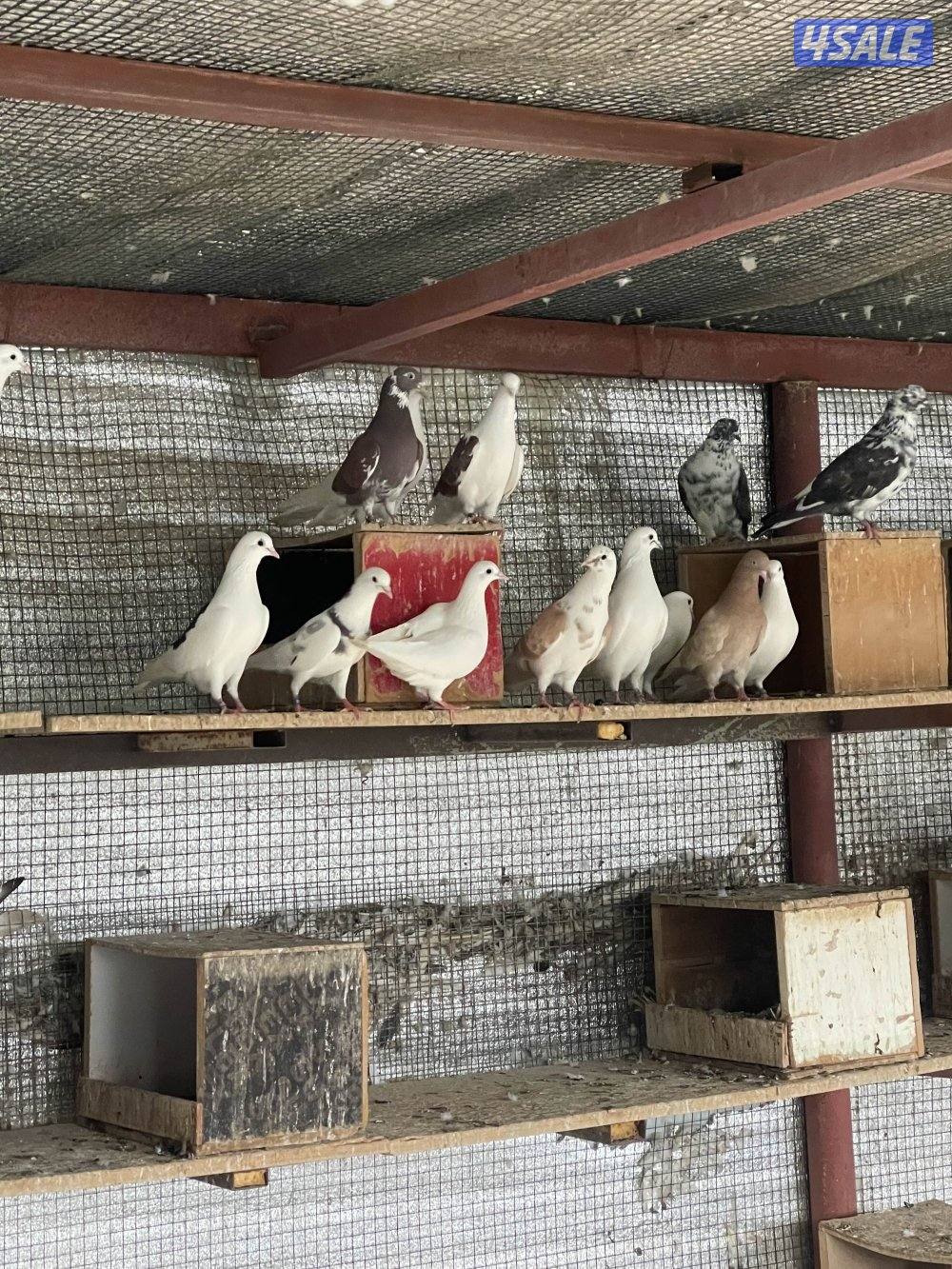 لوت ملاوين حمام مرسس التواصل رسائل واتساب6