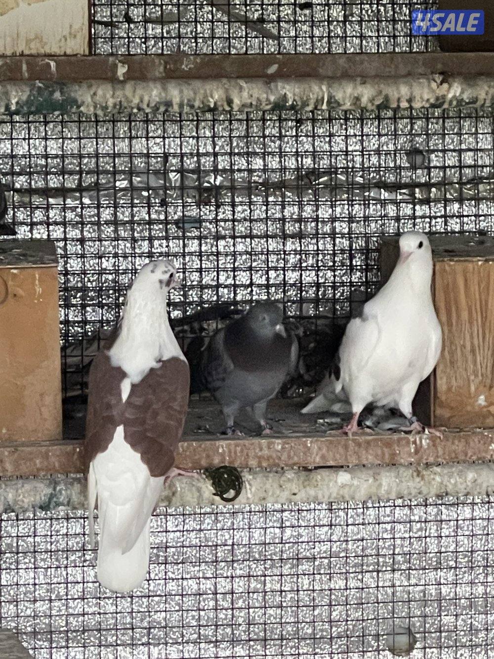 لوت ملاوين حمام مرسس التواصل رسائل واتساب7