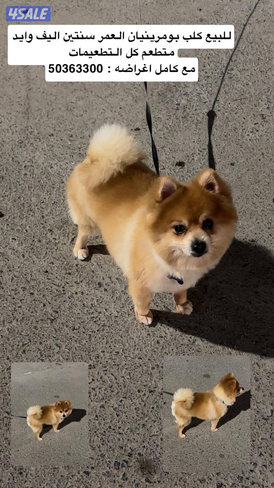 للبيع كلب بومرينيان العمر سنتين وايد أليف ولعوب متطعم كامل تطعيماته0