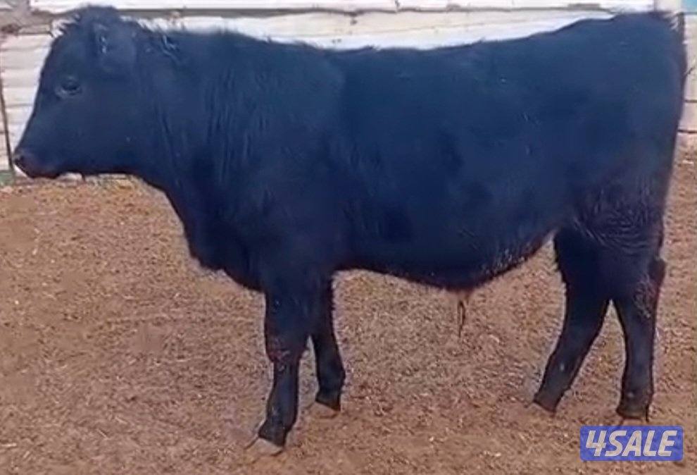 عجول و عجلات0