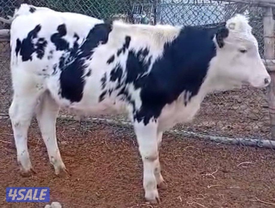 عجول و عجلات1