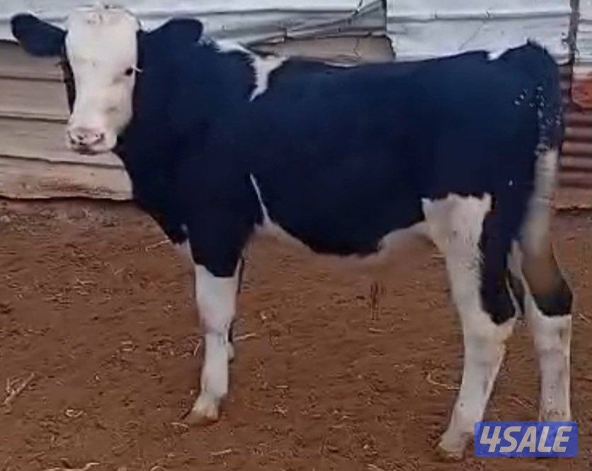 عجول و عجلات2