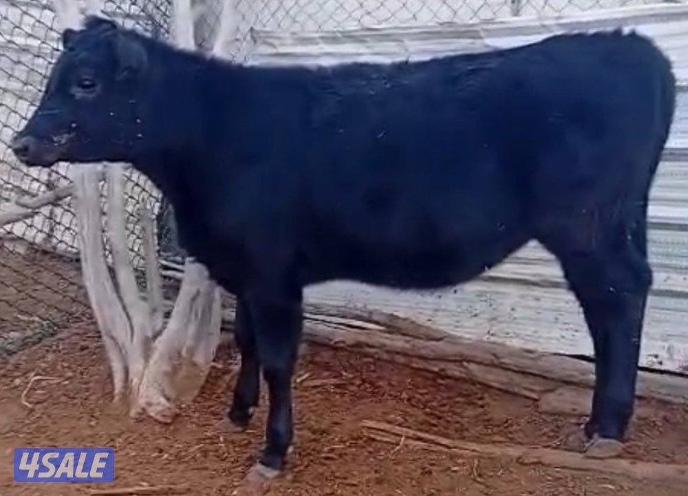 عجول و عجلات3