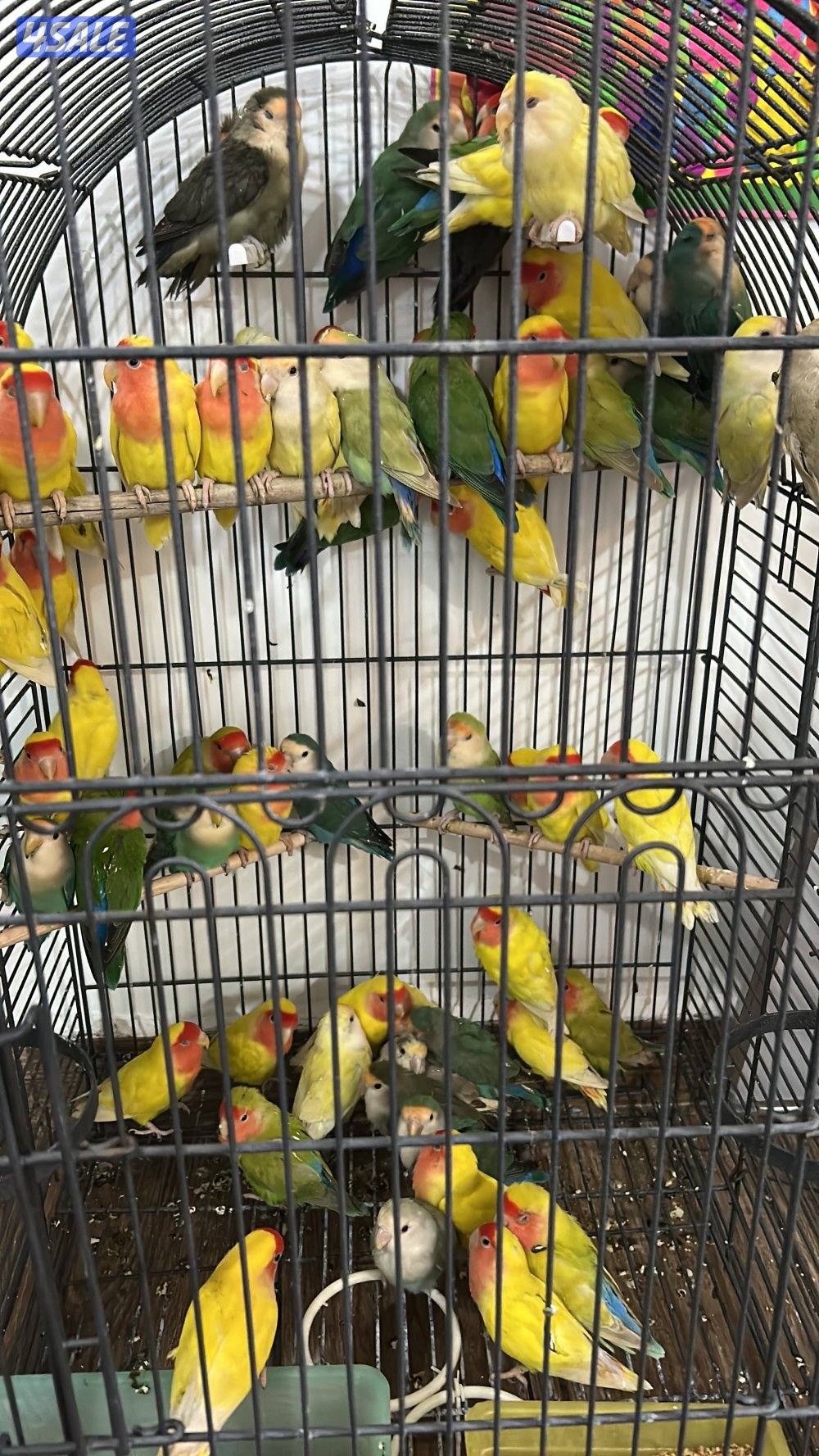 محمية لوفبيرد0