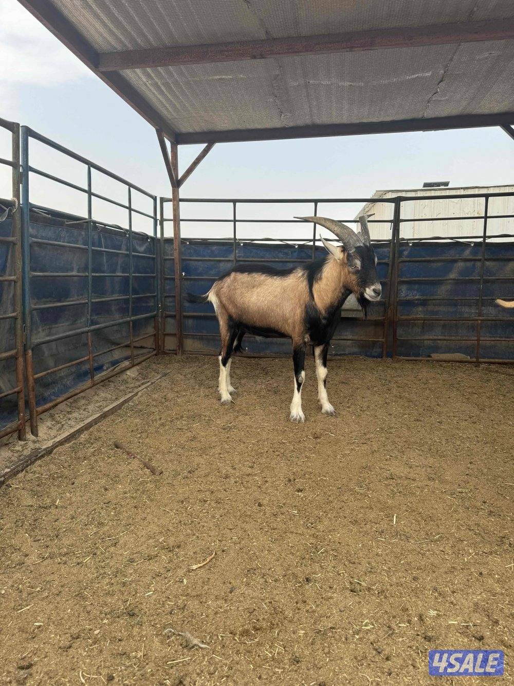 فحل البين فرنسي طيب وأمه طيبه حليب موجوده صورتها0