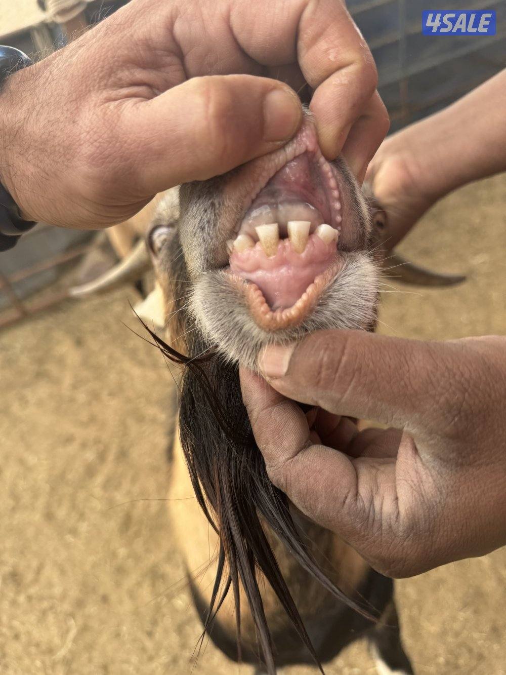 فحل البين فرنسي طيب وأمه طيبه حليب موجوده صورتها1
