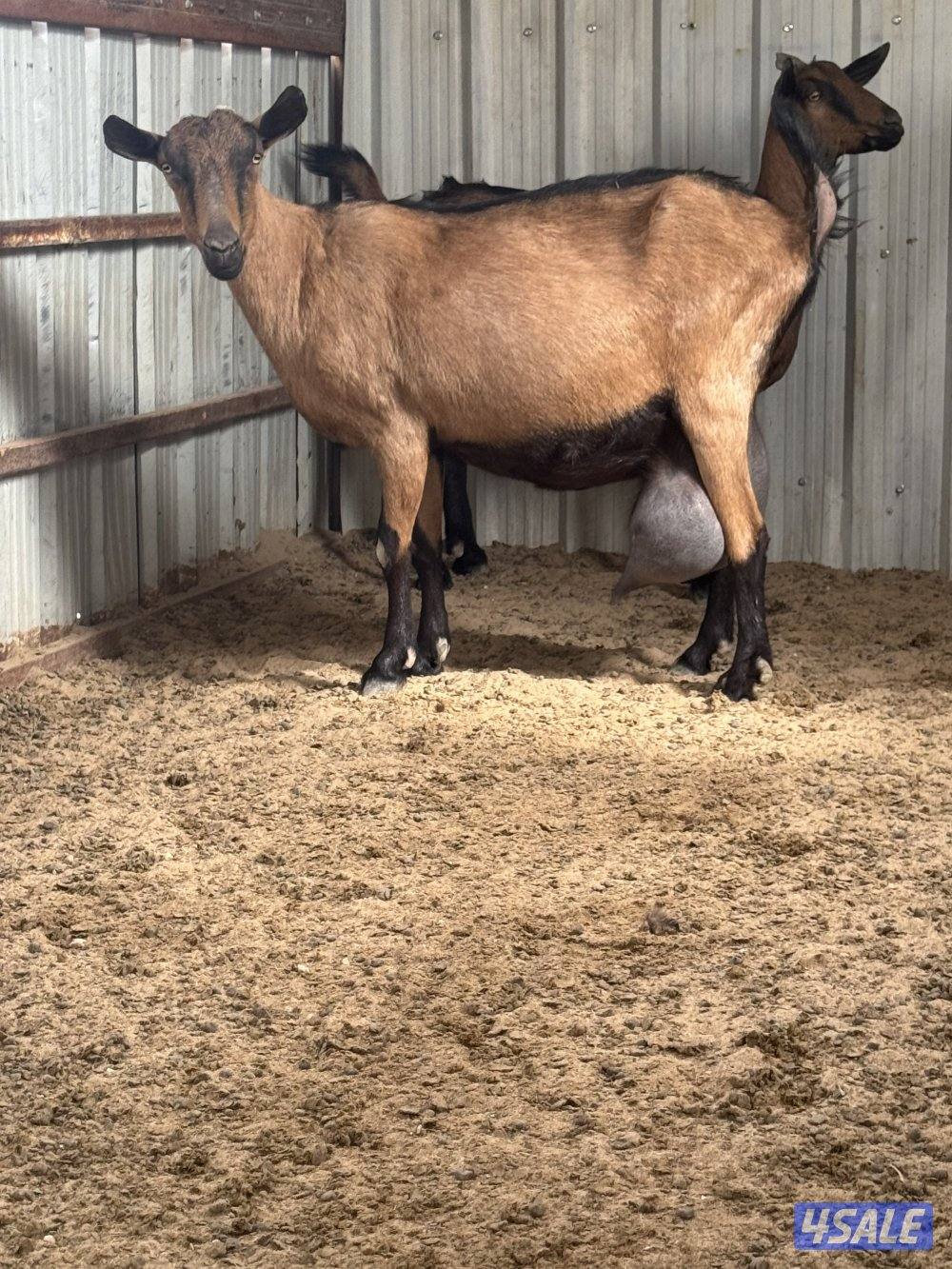 فحل البين فرنسي طيب وأمه طيبه حليب موجوده صورتها2