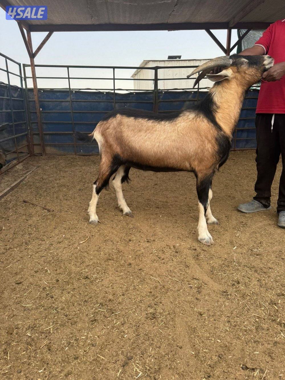 فحل البين فرنسي طيب وأمه طيبه حليب موجوده صورتها3