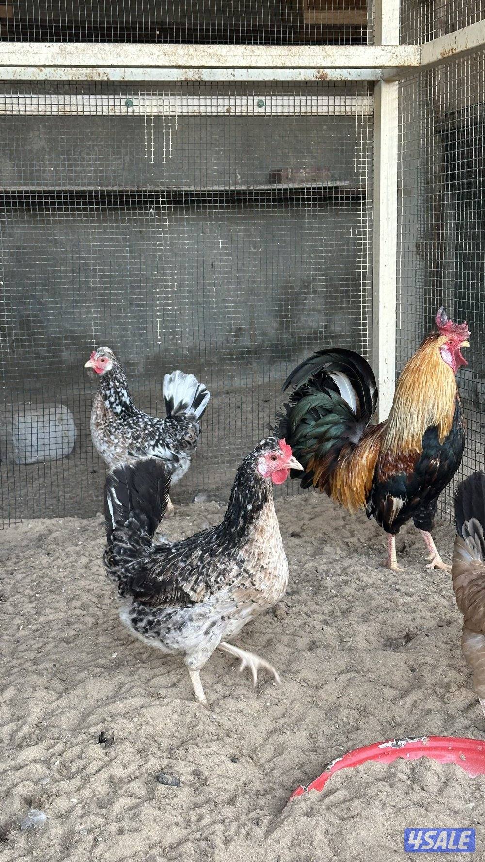 دجاج عربي وخانات1