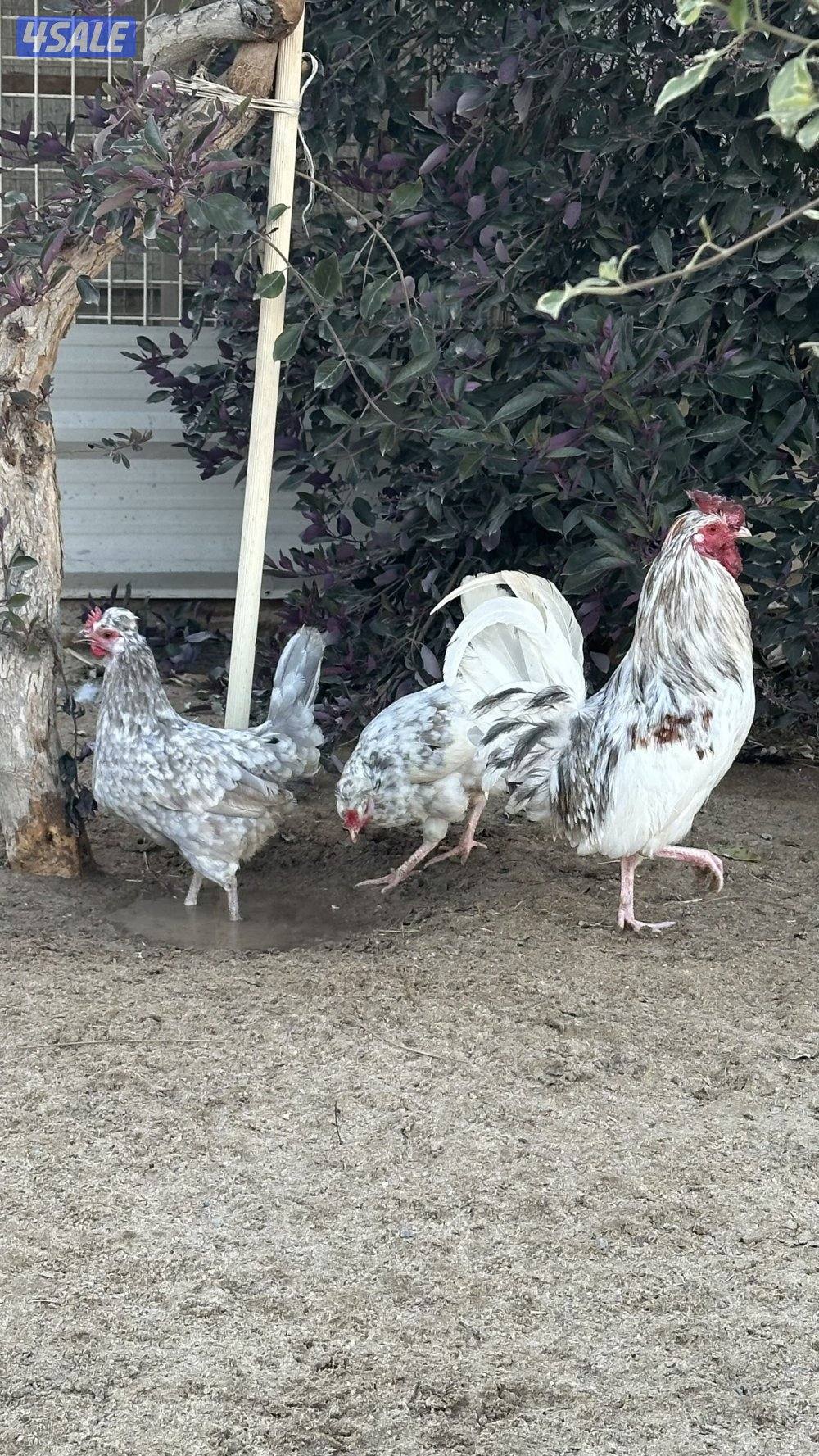 دجاج عربي وخانات3