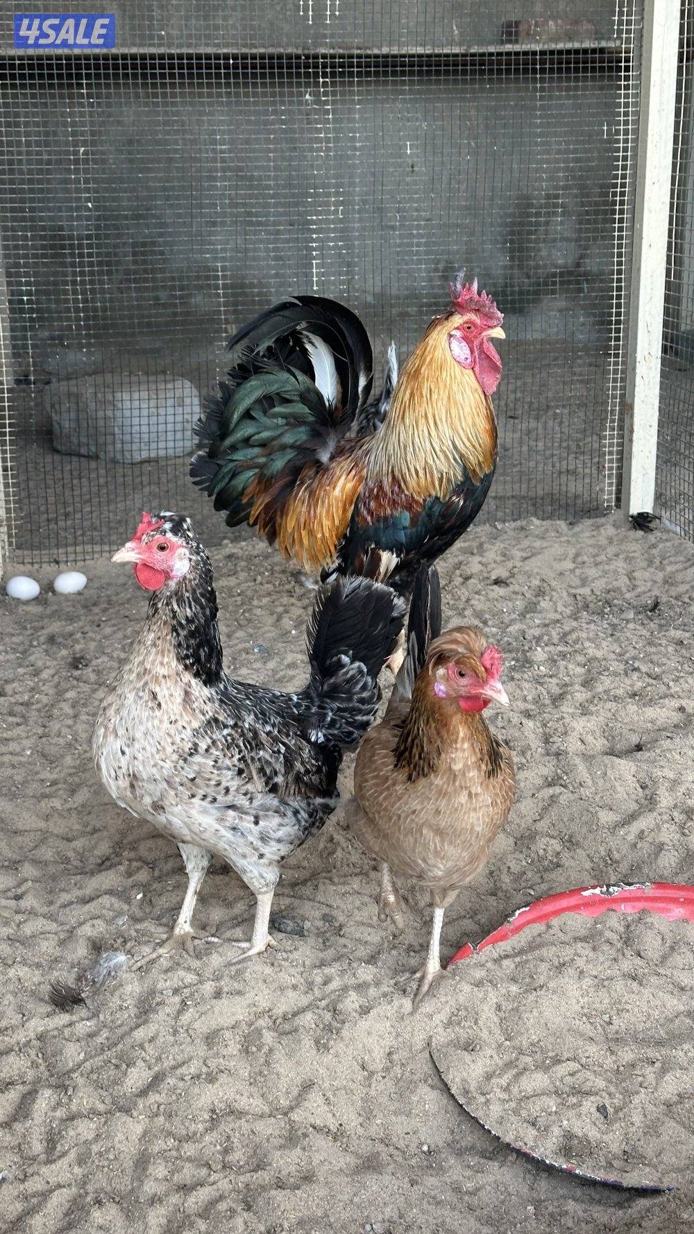 دجاج عربي وخانات6