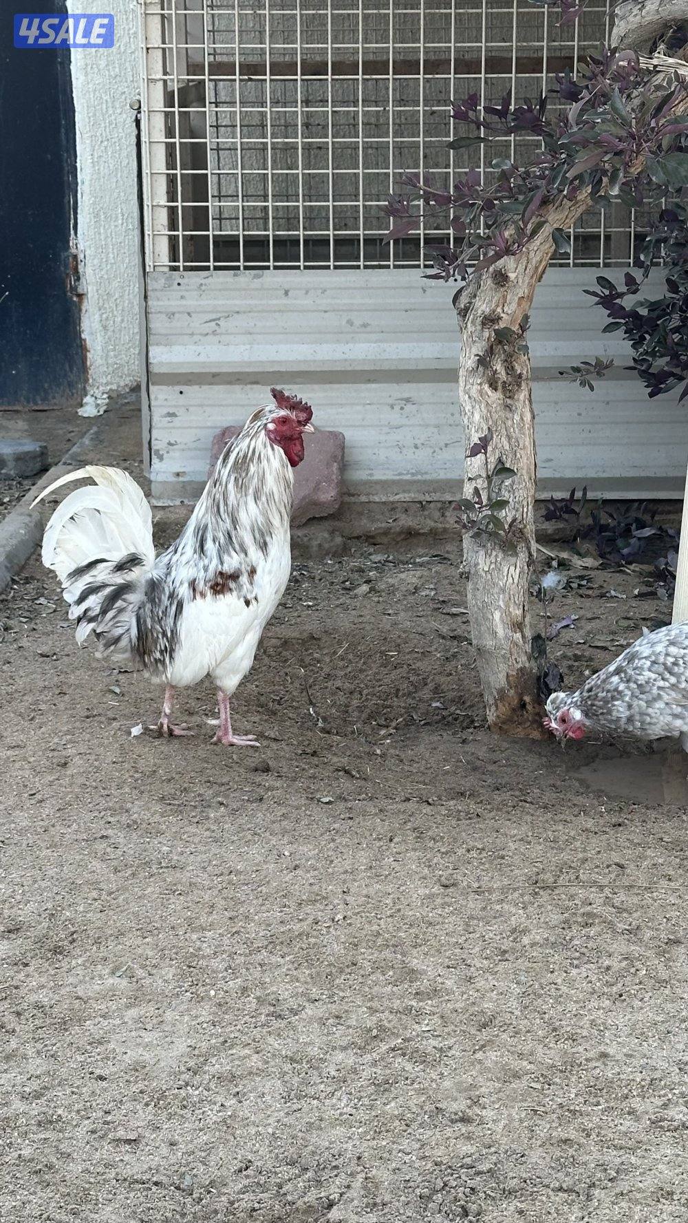 دجاج عربي وخانات7