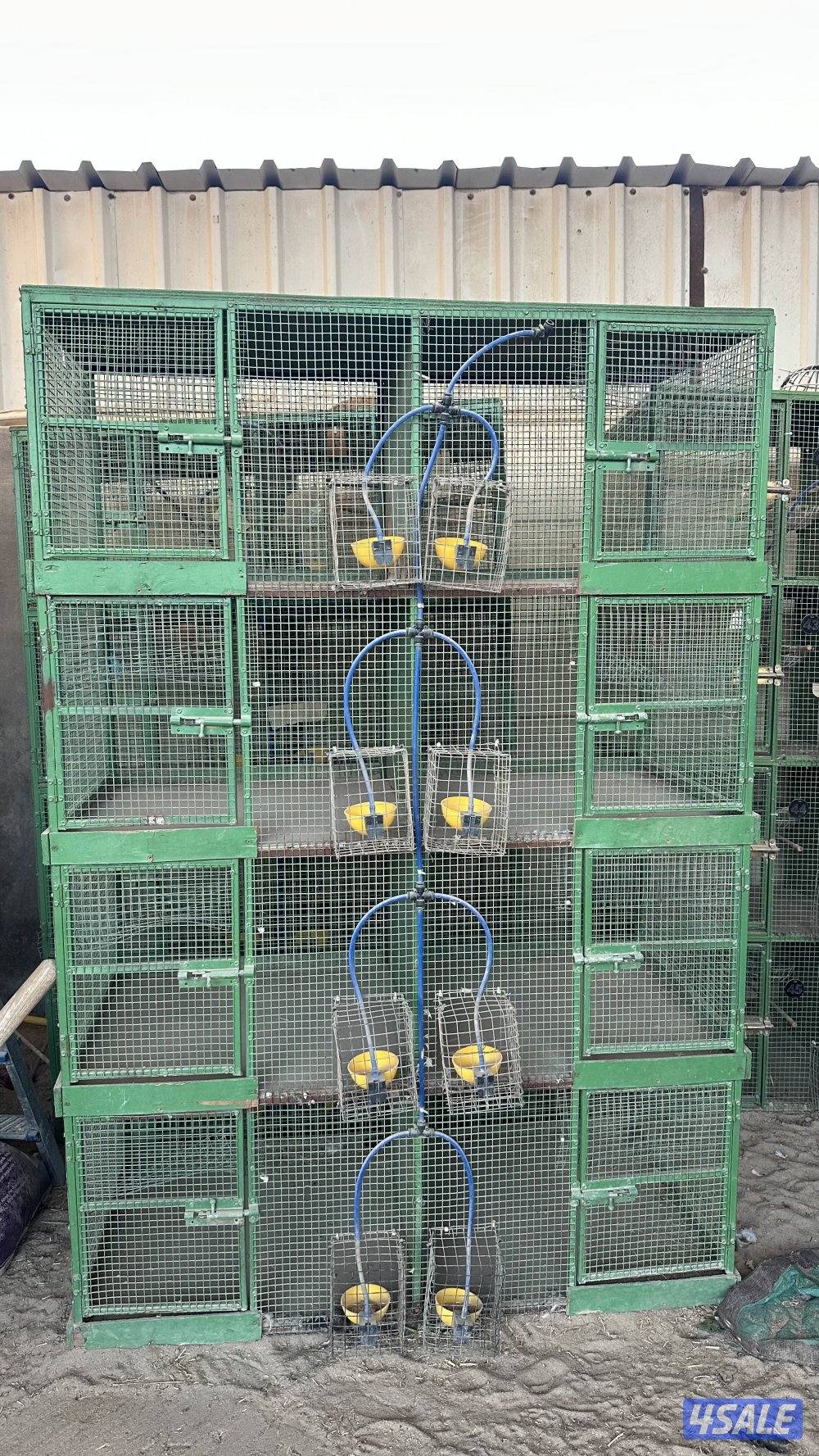 دجاج عربي وخانات8