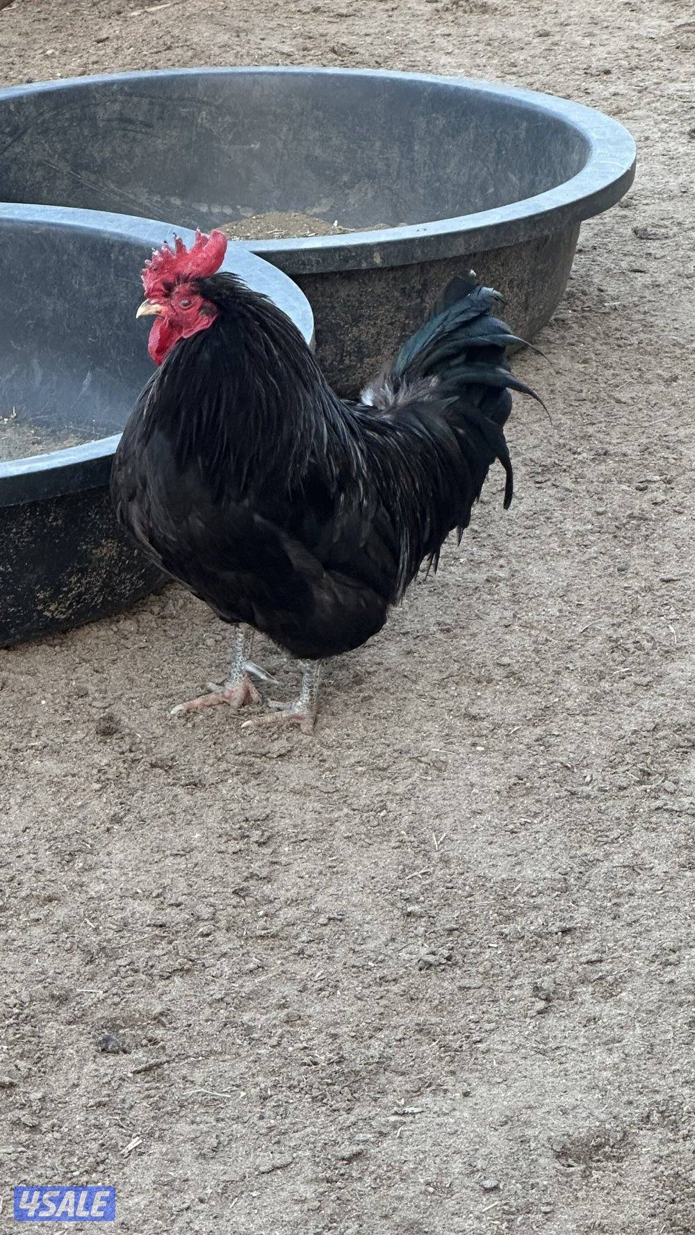 دجاج عربي وخانات9