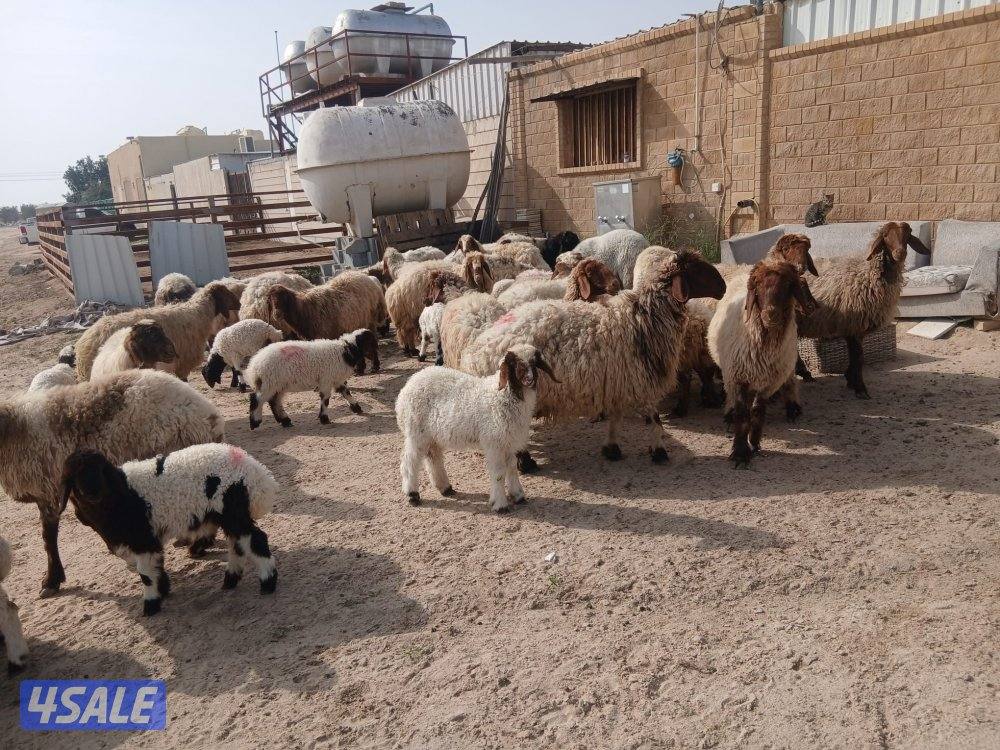 مطافيل للبيع0