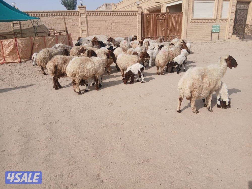 مطافيل للبيع1