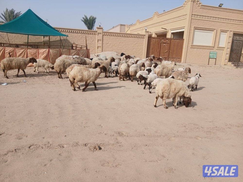 مطافيل للبيع2