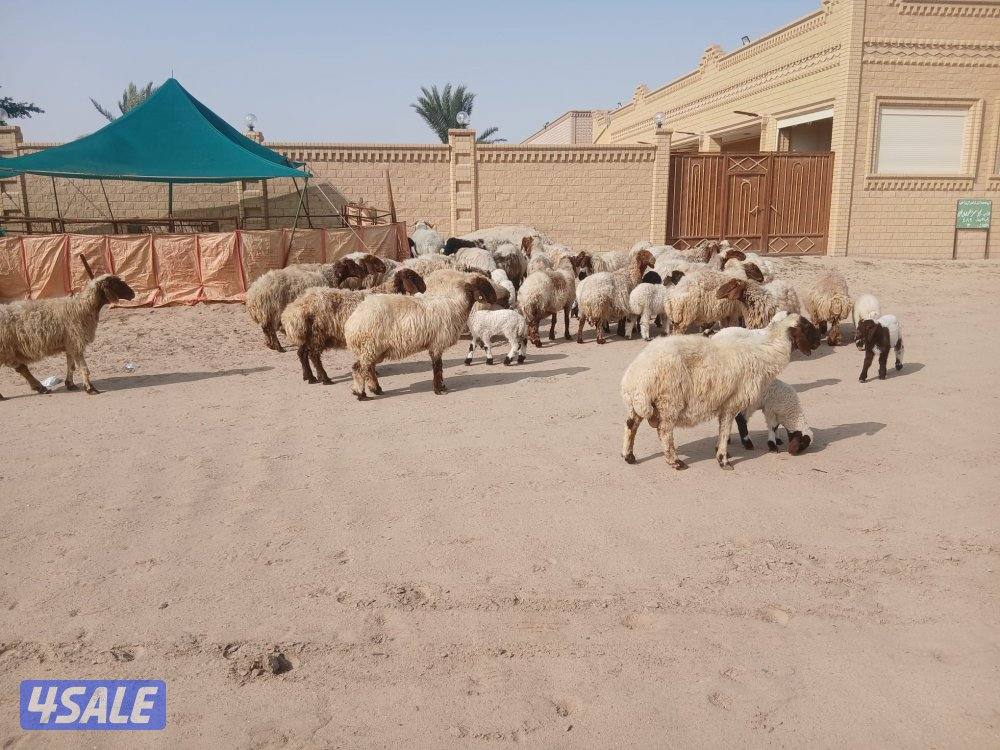 مطافيل للبيع3