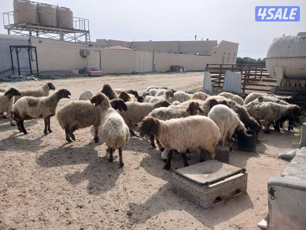 مطافيل للبيع4