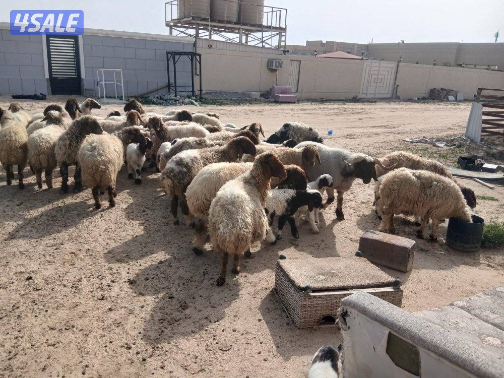 مطافيل للبيع5