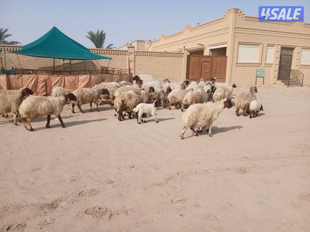 مطافيل للبيع6