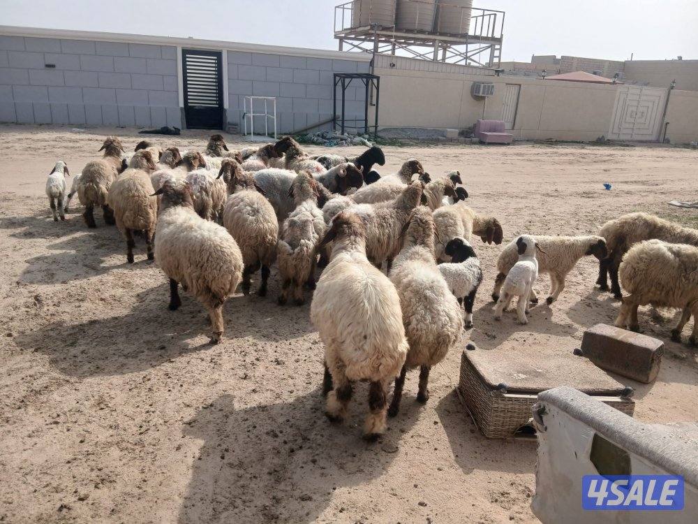 مطافيل للبيع8