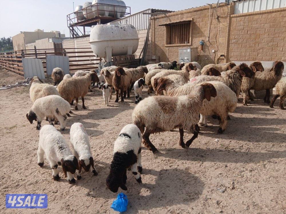 مطافيل للبيع9