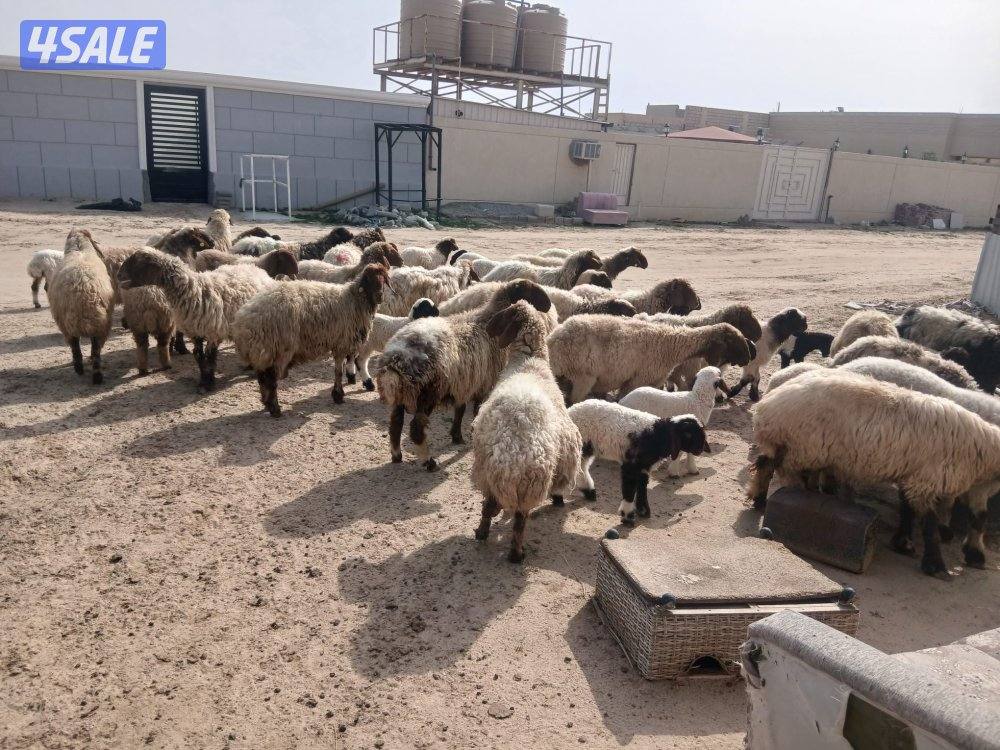 مطافيل للبيع10