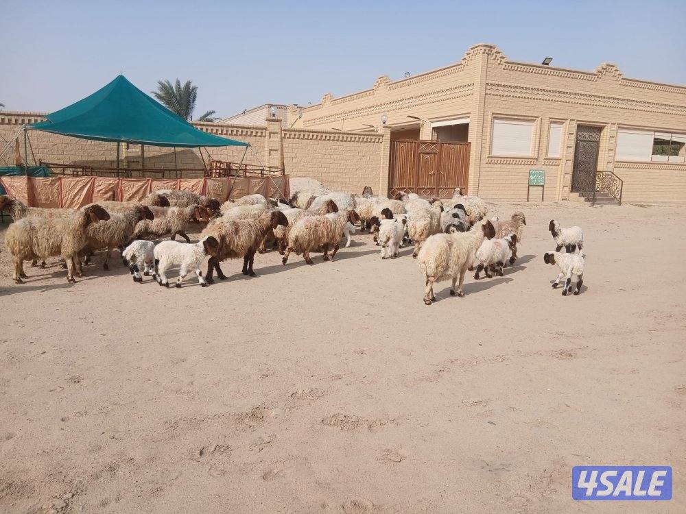 مطافيل للبيع11