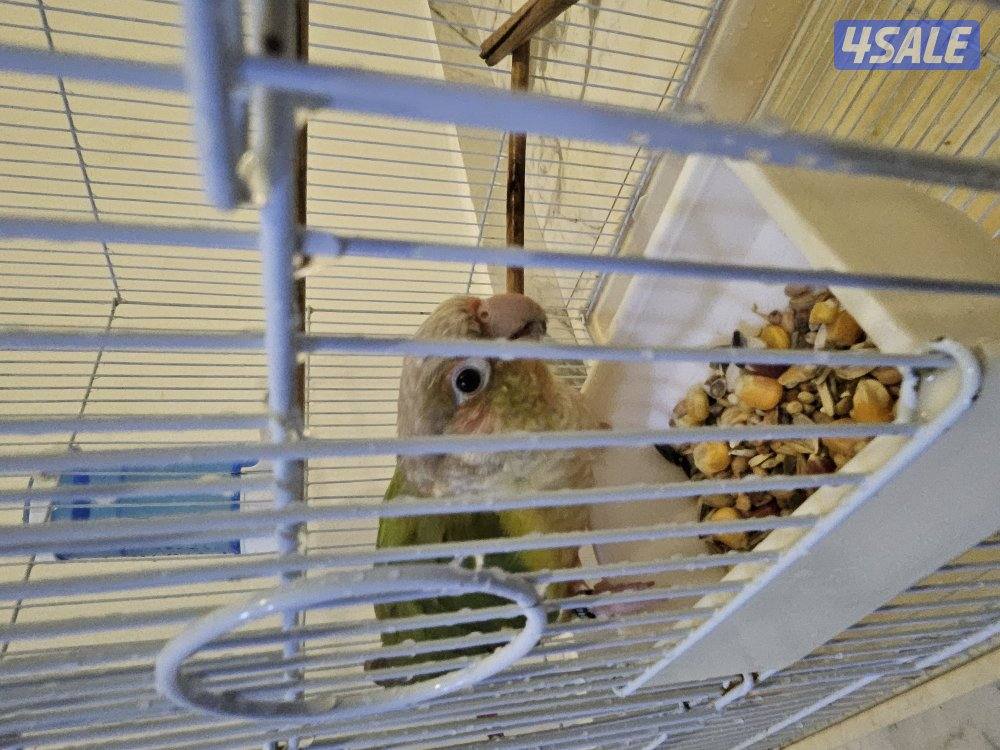 للبيع كنيور مع القفص عمره اقل من سنه .. لعوب ومافي عض وهدد خارجي0