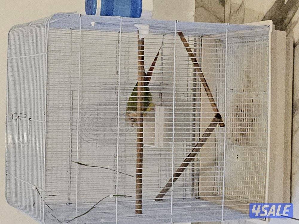 للبيع كنيور مع القفص عمره اقل من سنه .. لعوب ومافي عض وهدد خارجي2