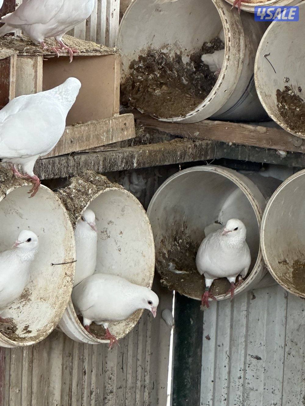 للبيع  حمام لاحم الوزان  اصلي   بيعه سريعه0