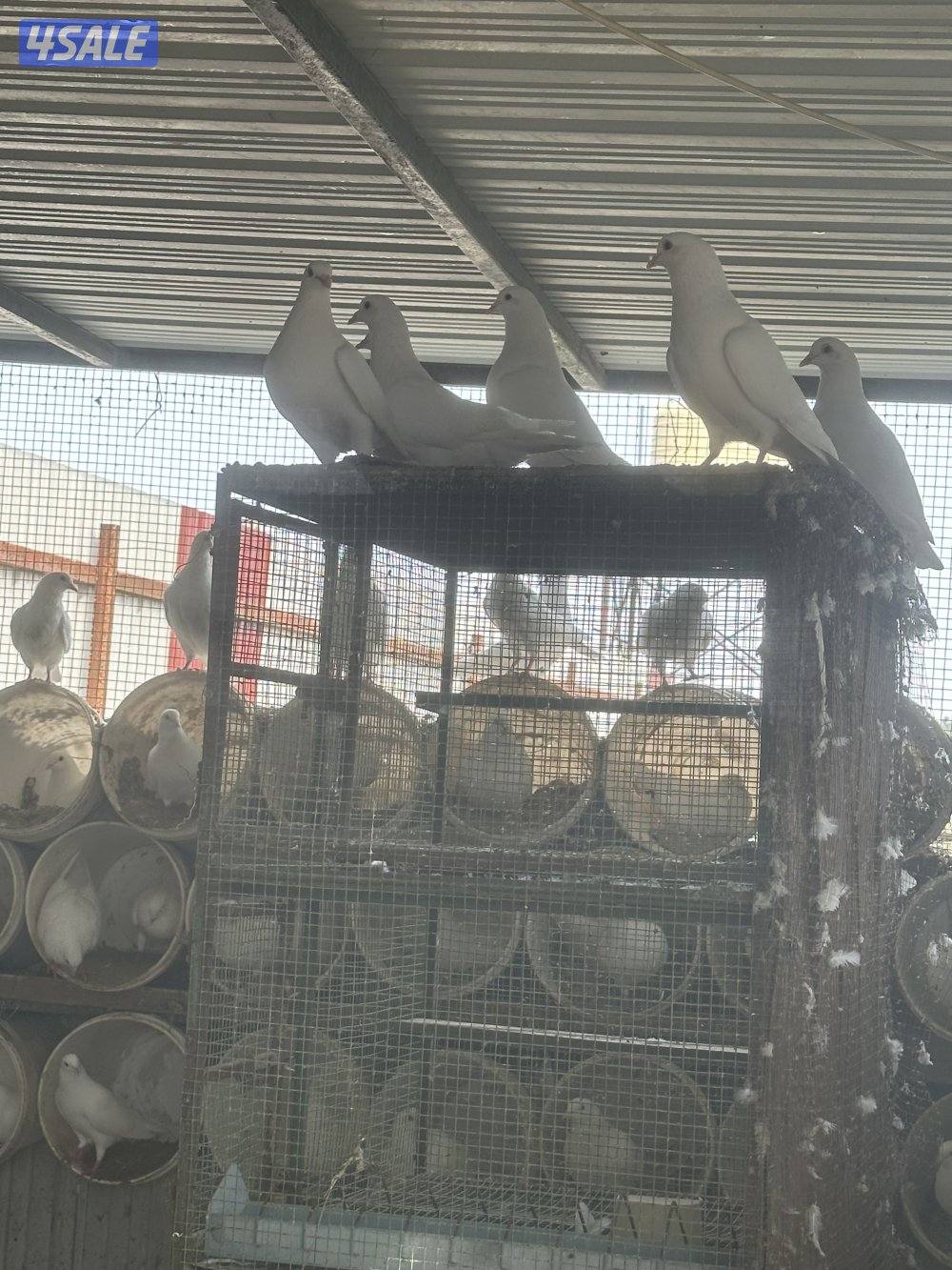 للبيع  حمام لاحم الوزان  اصلي   بيعه سريعه1