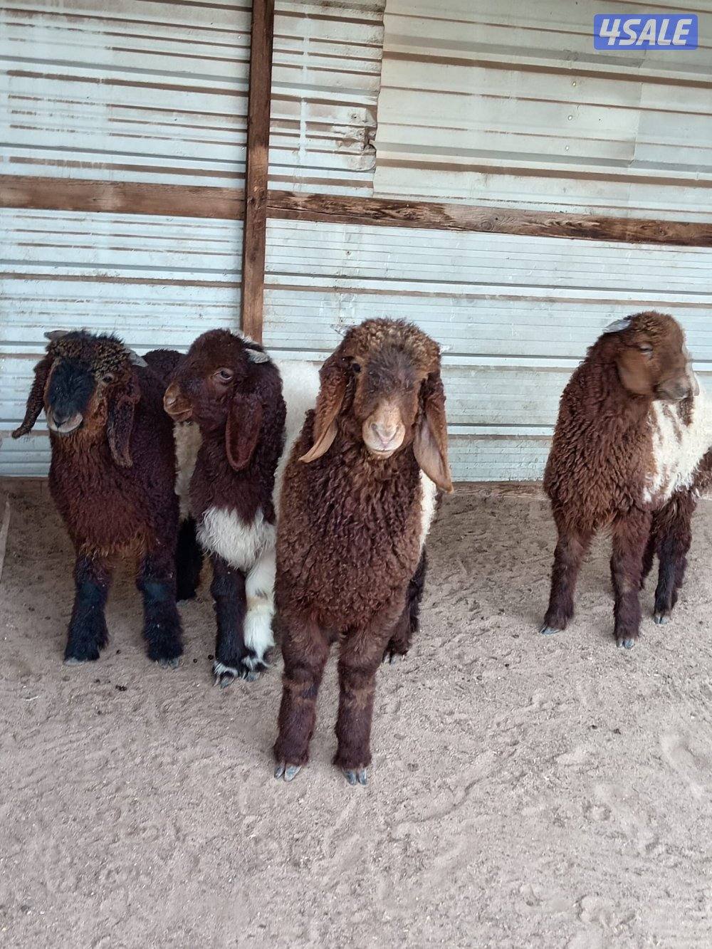 للبيع خرفان العبدلي0