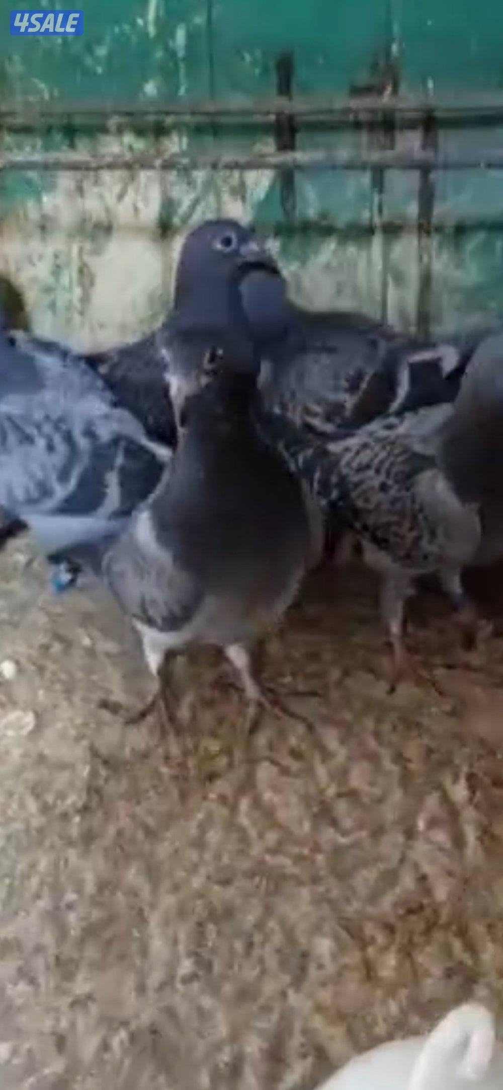 فروخ زاجل للاكل0