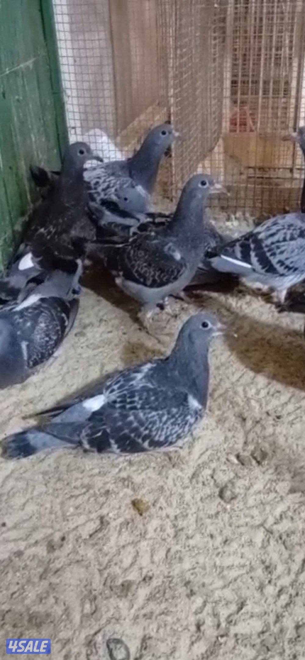 فروخ زاجل للاكل2