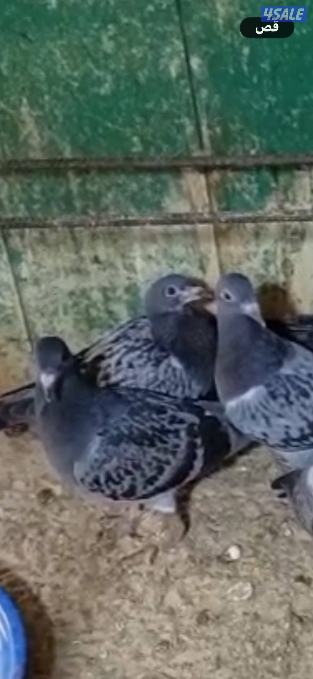 فروخ زاجل للاكل3