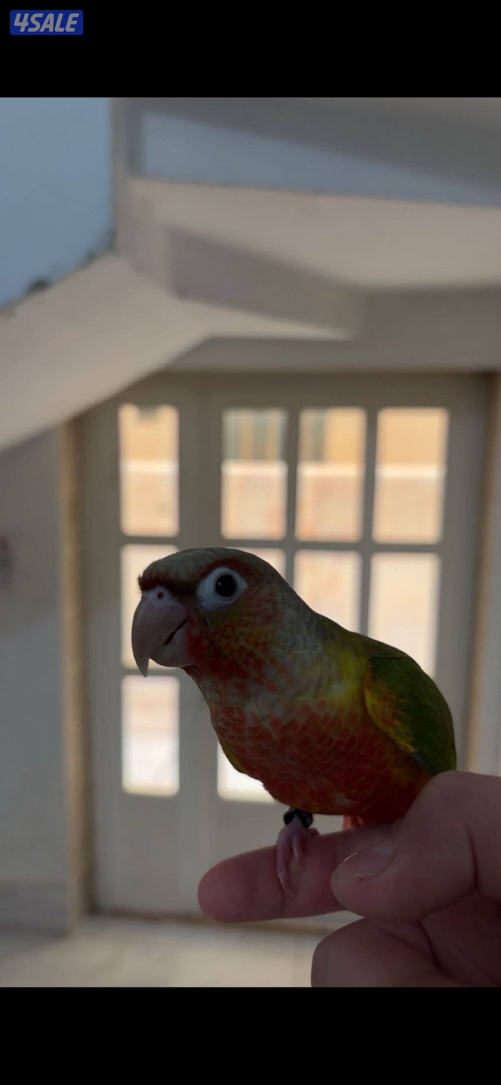 طير كنيور الوصف مهم0