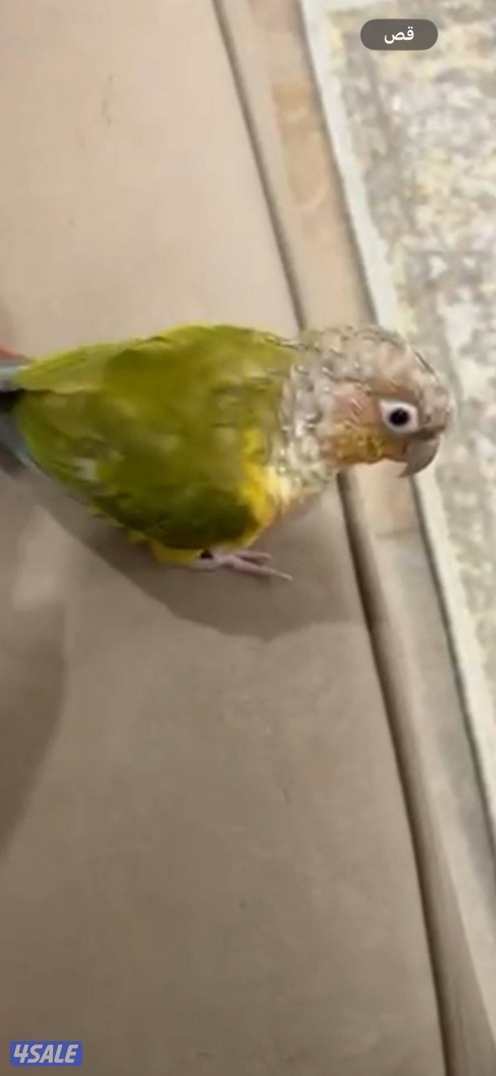 طير كنيور الوصف مهم1